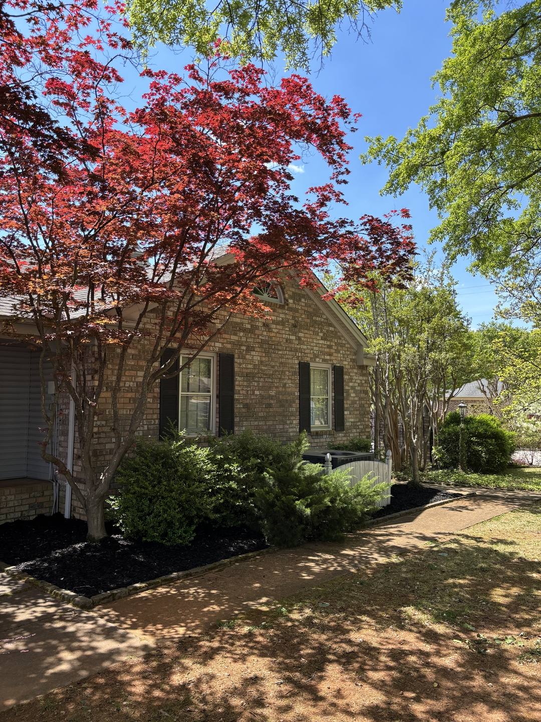 Brick home with a red Japanese maple, fresh black mulch beds, and trimmed shrubs along the foundation